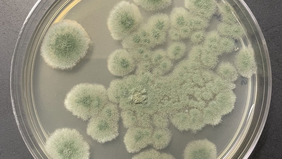 NASA Cleanroom Fungus Shows Deep-Space Staying Power, Raising New Planetary Protection Questions for Mars Missions