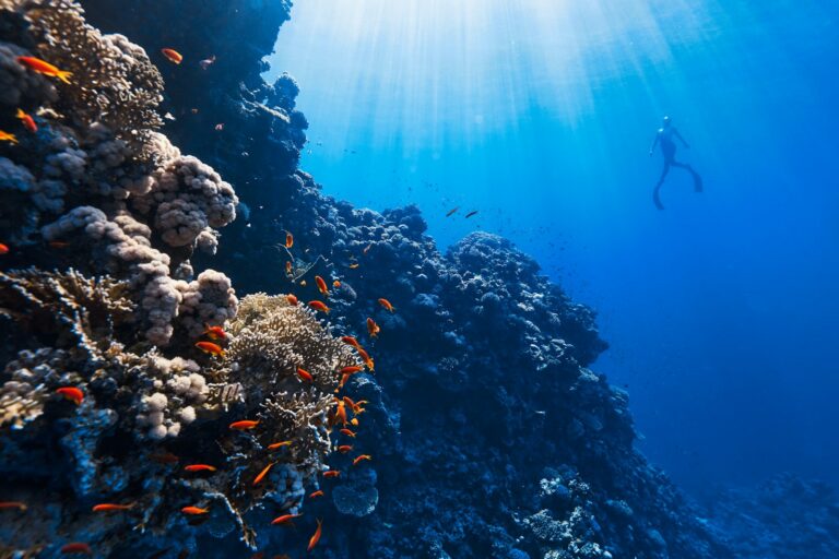Coral scientist underwater