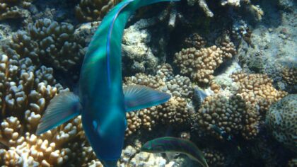 How coral reef science is reshaping our understanding of a warming ocean