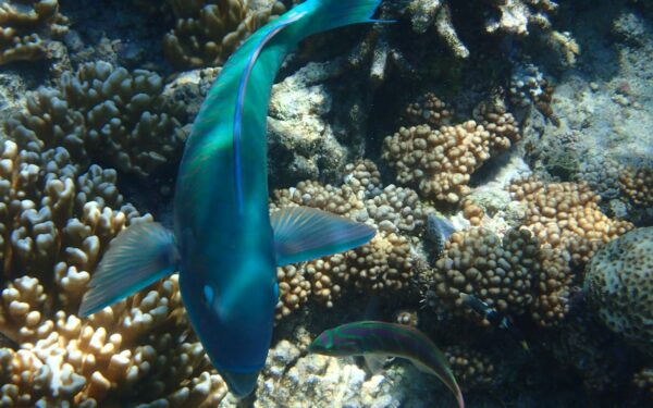 How coral reef science is reshaping our understanding of a warming ocean