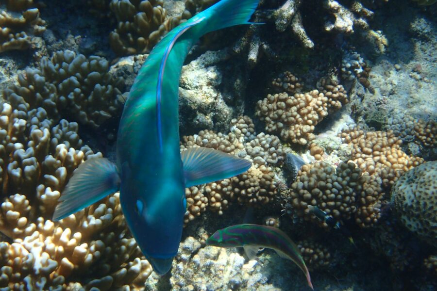 Coral reef fish
