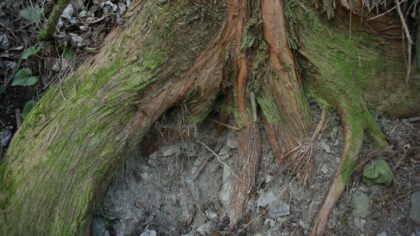 How forest microbiomes act as hidden engines of life on land