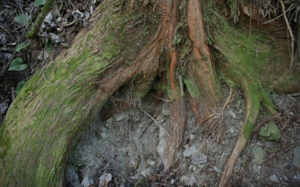 How forest microbiomes act as hidden engines of life on land