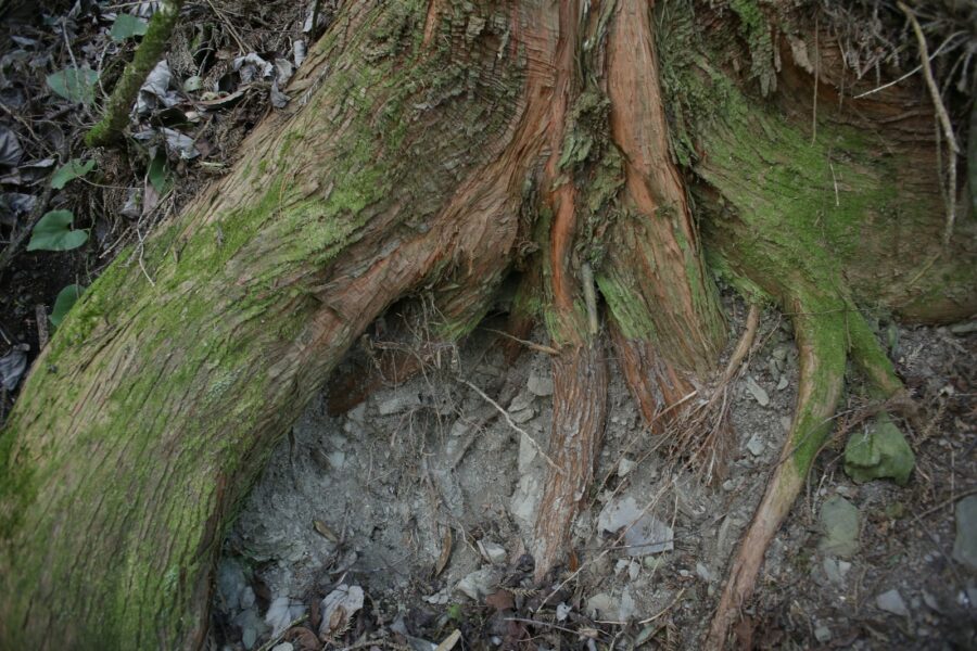 Forest soil roots