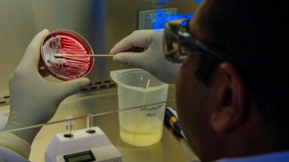 How lab-grown mini-guts are changing the study of digestion and disease