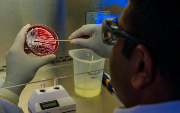How lab-grown mini-guts are changing the study of digestion and disease