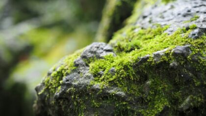 How moss quietly engineers water, climate and future green technologies