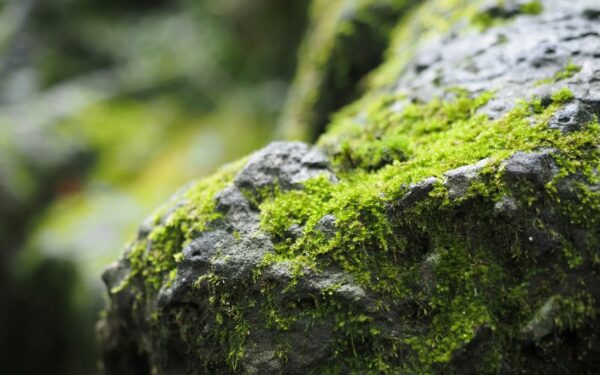 How moss quietly engineers water, climate and future green technologies