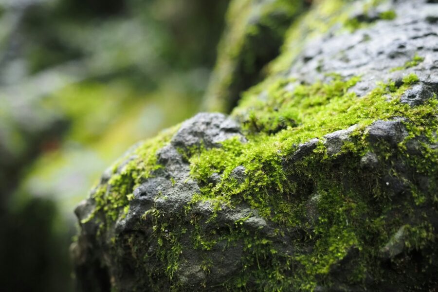 Green moss close