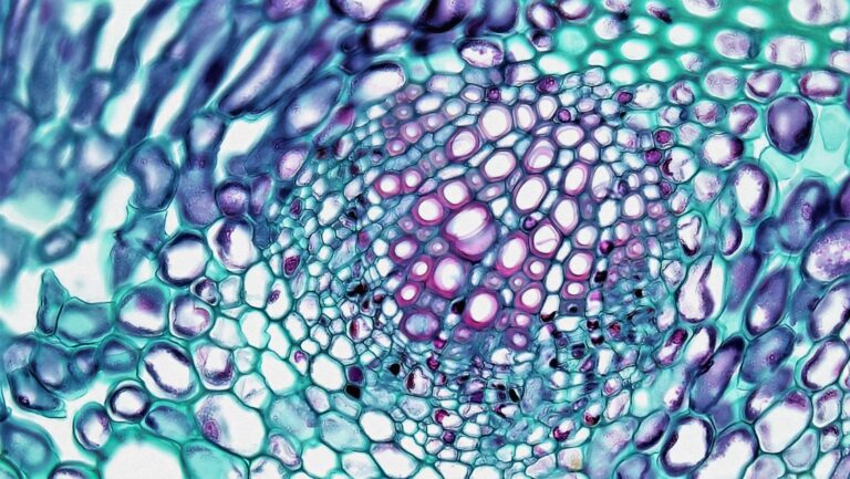 Nanoplastic particles microscope