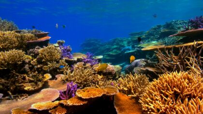 How ocean heatwaves are reshaping marine life and our coasts