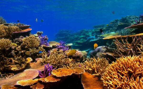 How ocean heatwaves are reshaping marine life and our coasts