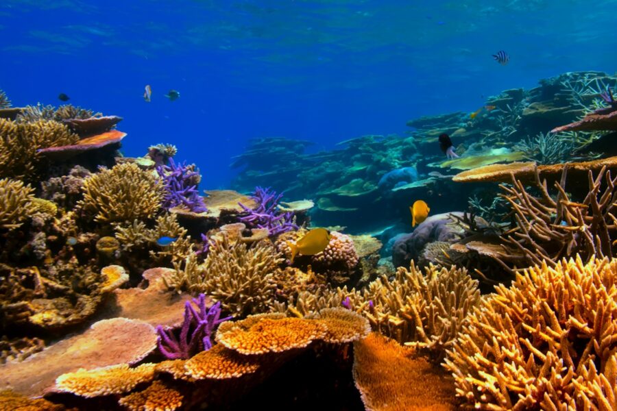 Underwater coral reef