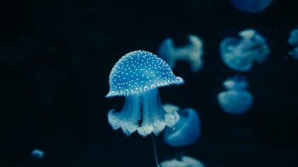 How ocean microbes quietly shape the climate and our future