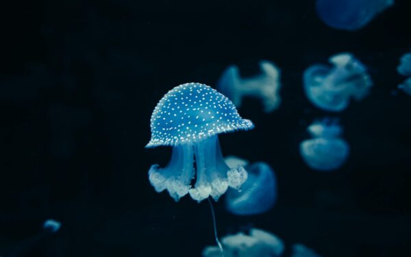 How ocean microbes quietly shape the climate and our future