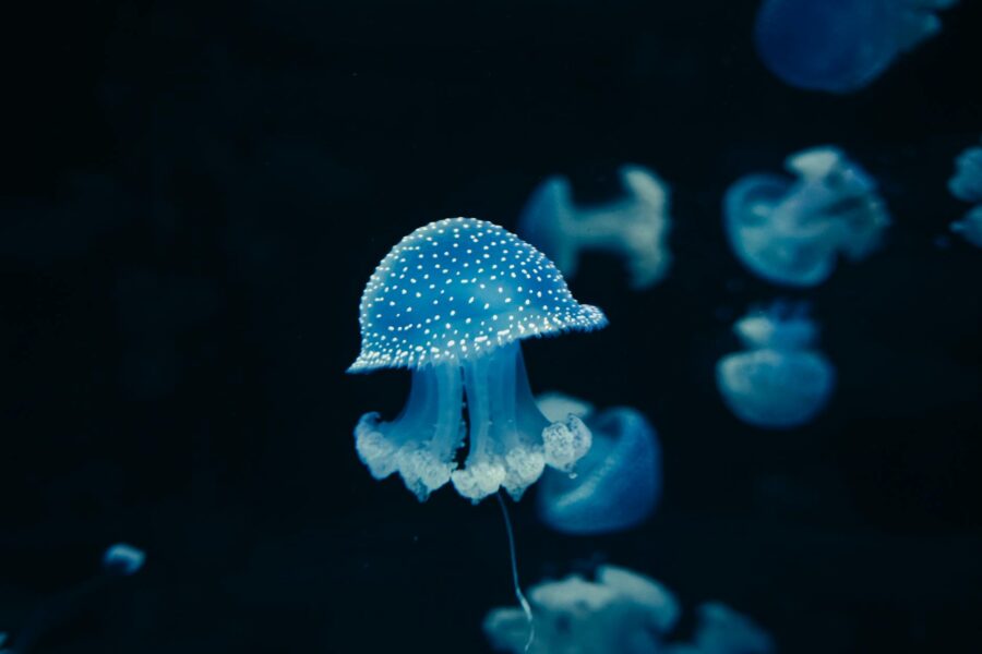 Ocean plankton underwater