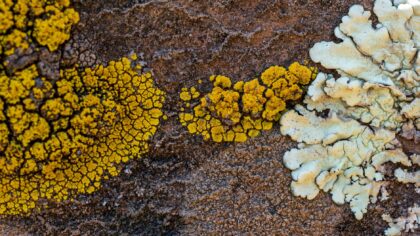 Why lichens matter: the overlooked partnership that keeps ecosystems running