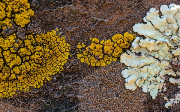 Why lichens matter: the overlooked partnership that keeps ecosystems running