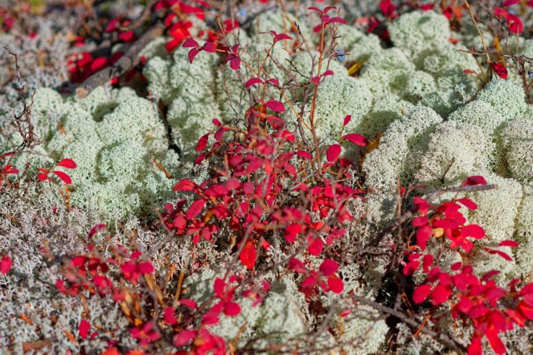 Arctic lichen tundra