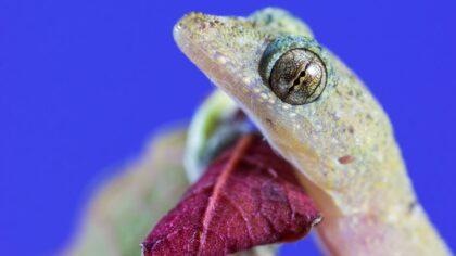 How bio-inspired adhesives are changing what we can stick together