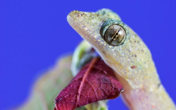 How bio-inspired adhesives are changing what we can stick together