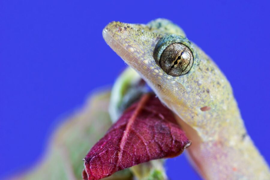 Gecko inspired adhesive