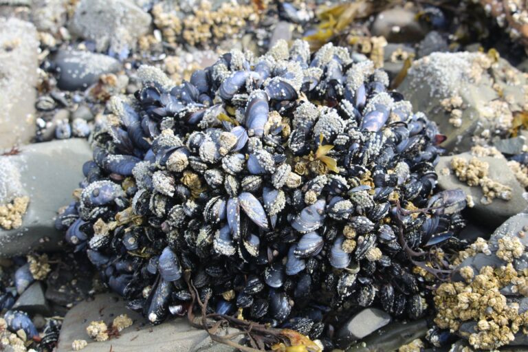 Mussel wet rock