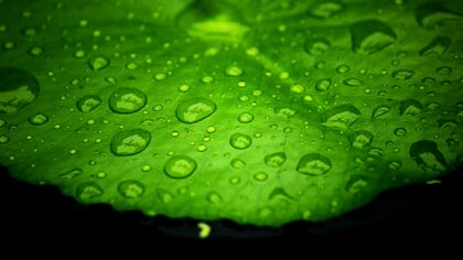 How bio-inspired surfaces are teaching materials to clean themselves