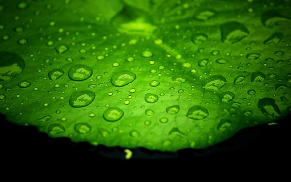 How bio-inspired surfaces are teaching materials to clean themselves