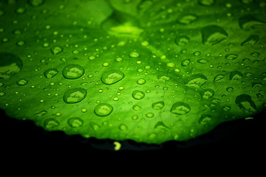 Lotus leaf water
