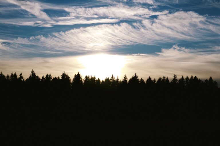 Clouds forest bioaerosols