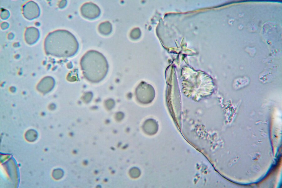 Brain organoid lab