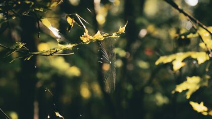 How citizen scientists are helping track biodiversity with phones, cameras and patience