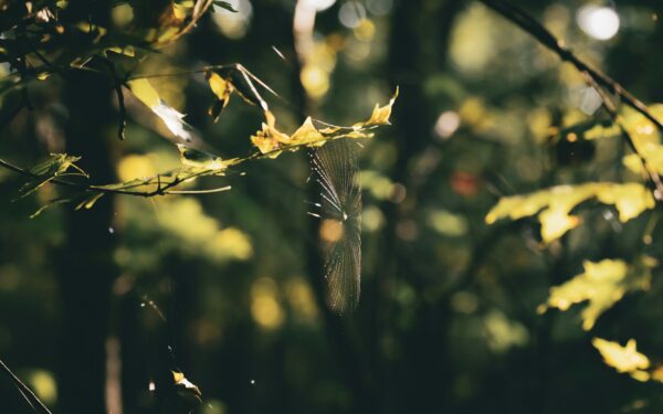 How citizen scientists are helping track biodiversity with phones, cameras and patience
