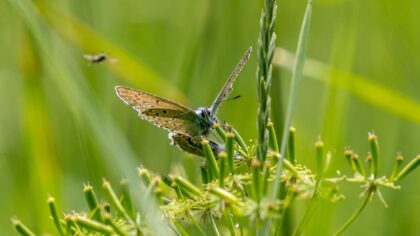 How citizen scientists are helping track insect migrations with their smartphones