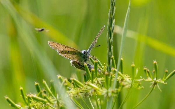 How citizen scientists are helping track insect migrations with their smartphones