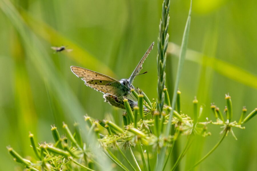 Smartphone insect meadow