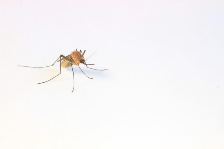 Crispr gene editing