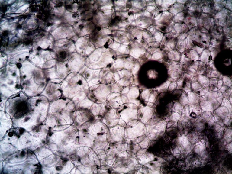 Cell culture close