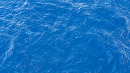 How ocean gliders are turning the seas into a global observing network