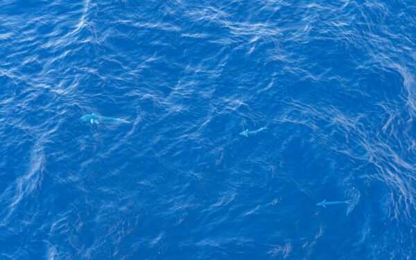How ocean gliders are turning the seas into a global observing network