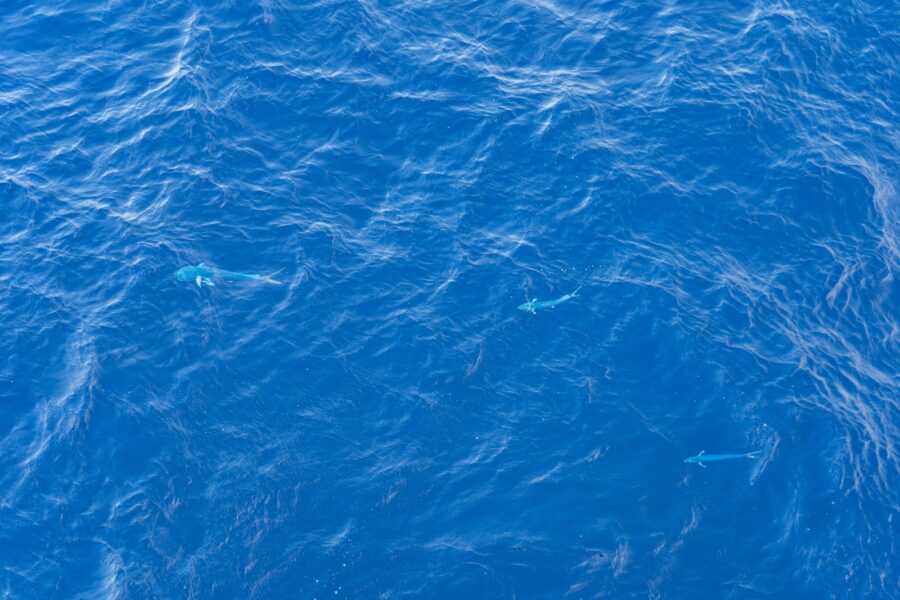 Yellow ocean glider