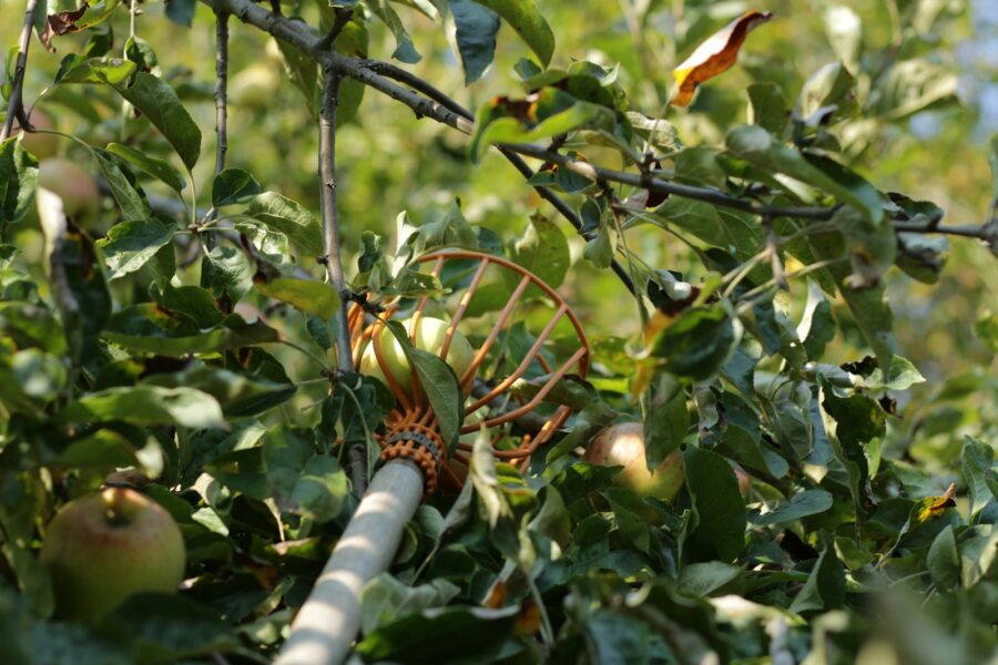 Soft robotic gripper
