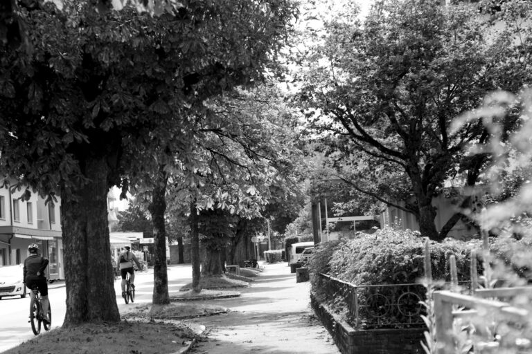 Urban street trees