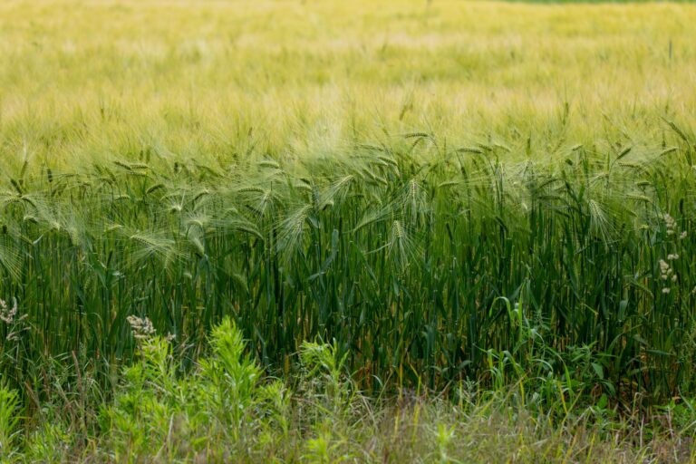 Wheat field healthy