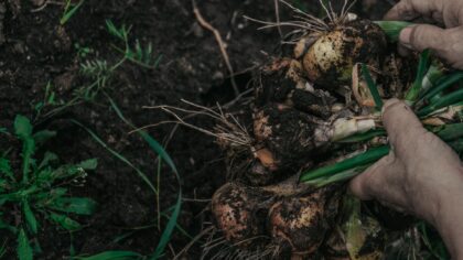 Why fungi are becoming key allies in climate-smart agriculture