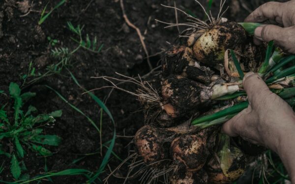 Why fungi are becoming key allies in climate-smart agriculture