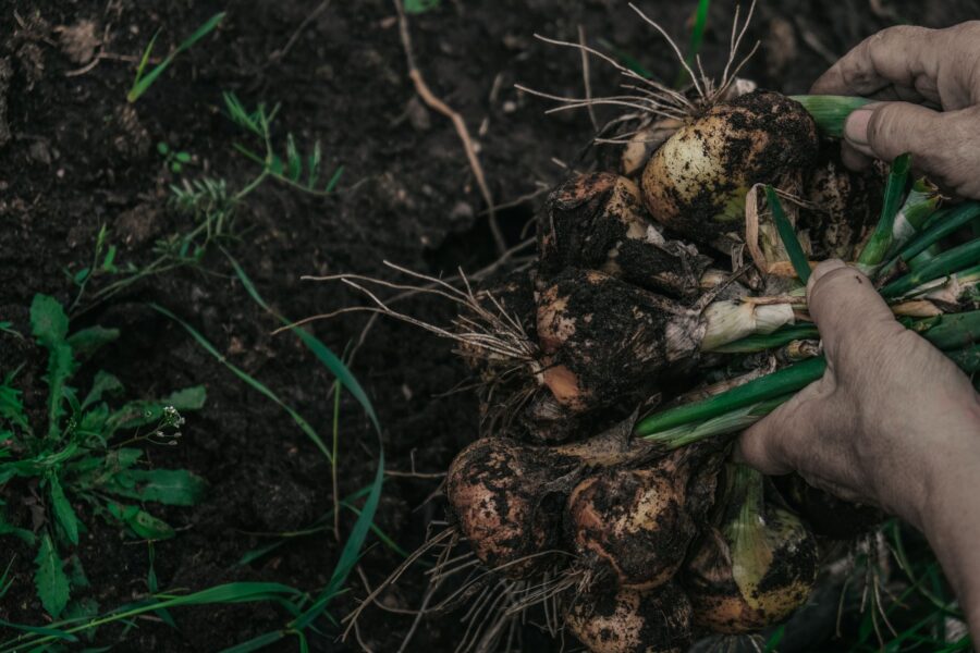 Farm soil mycorrhizal